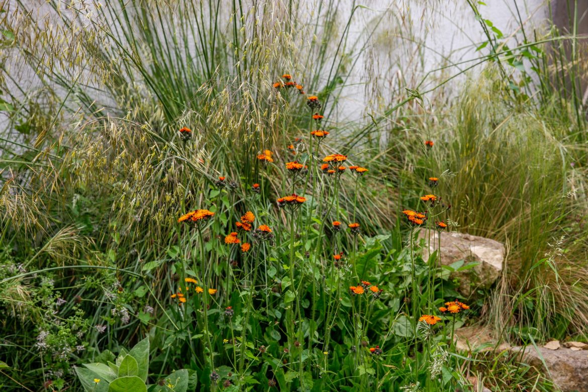 Image of Hawkbit against Stipa Gingantea