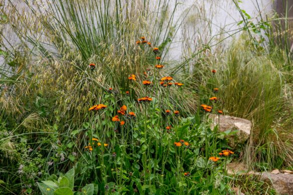 Image of Hawkbit against Stipa Gingantea