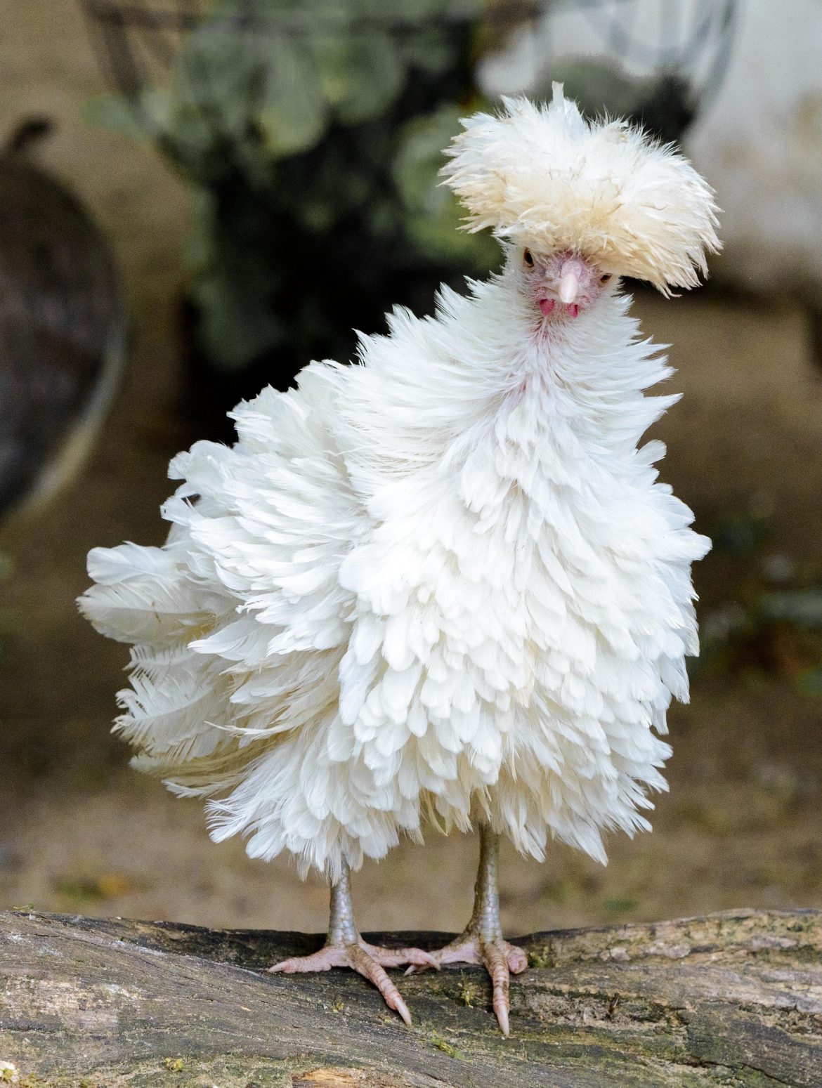 Polish Chicken. White chicken, feathers reversed fluffed outwards.