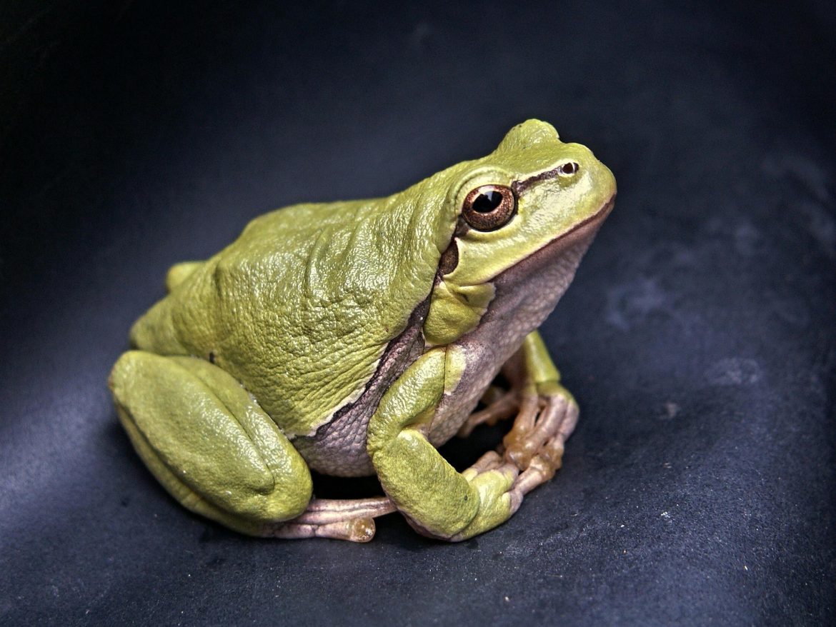 Fat green frog sitting on dark plain surface.