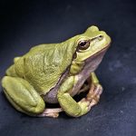 Fat green frog sitting on dark plain surface.
